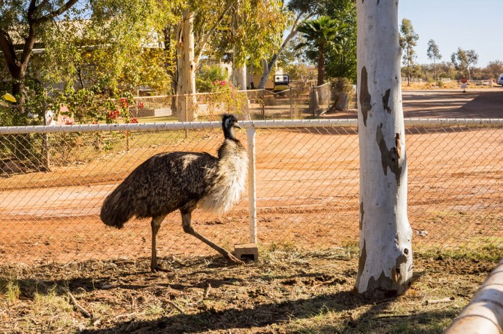 3 NT and back to Adelaide - Full-2