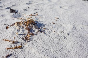 6 East Coast of Tasmania-154